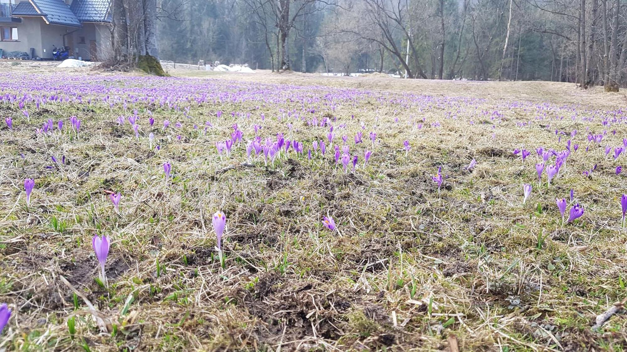 Dom Na Skraju Lasu Jurgów المظهر الخارجي الصورة